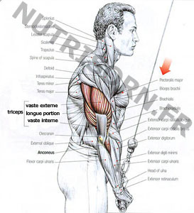 sch�ma muscle triceps